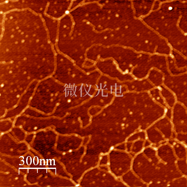 線性多糖1.5x1.5um