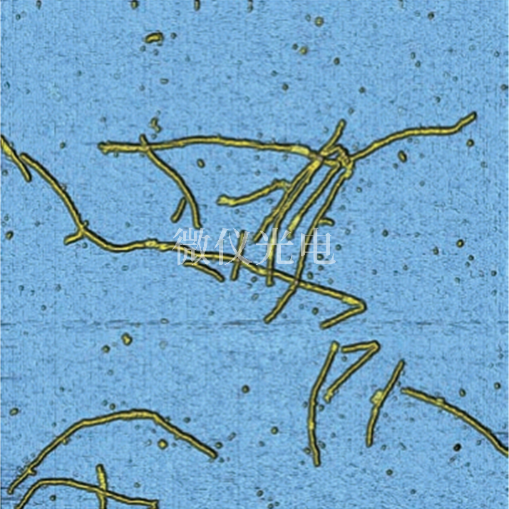 原子力顯微鏡下的DNA.png
