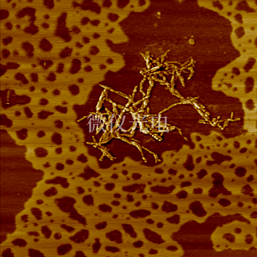 原子力顯微鏡下的DNA.png